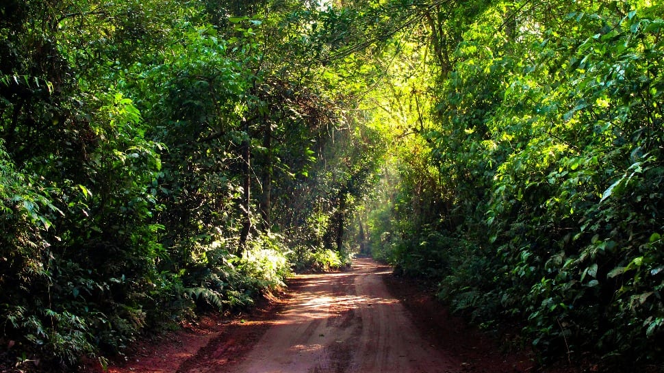 dirt path in the forest