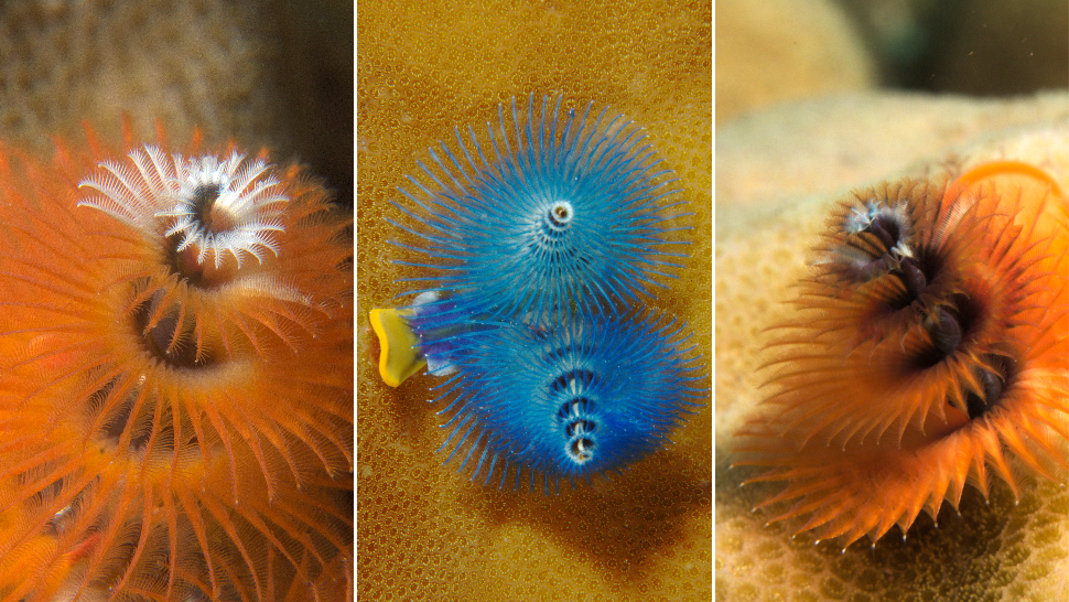 Underwater Christmas Tree Worms