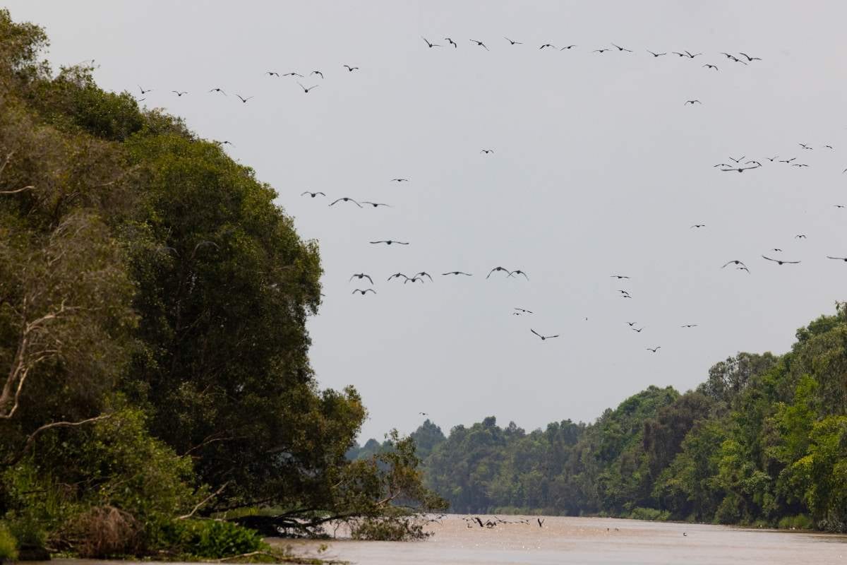 1st Vietnam Bird Race