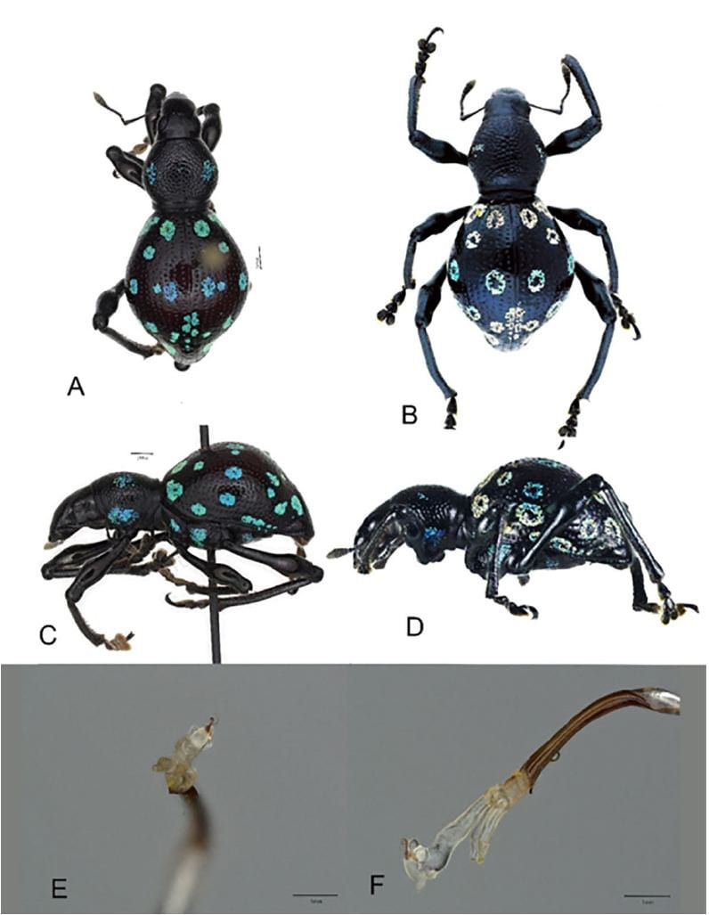 Beetle