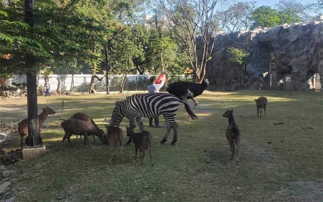 Manila Zoo Savanna