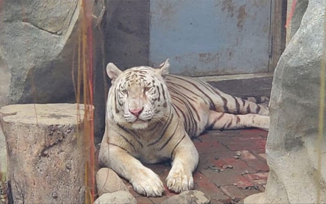 Manila Zoo Tiger