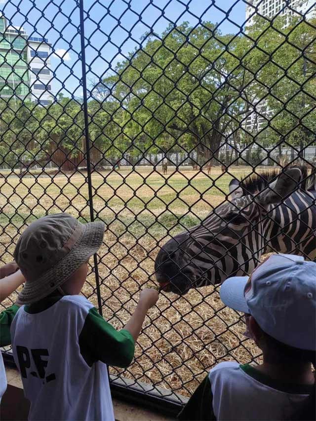 Manila Zoo Zebra