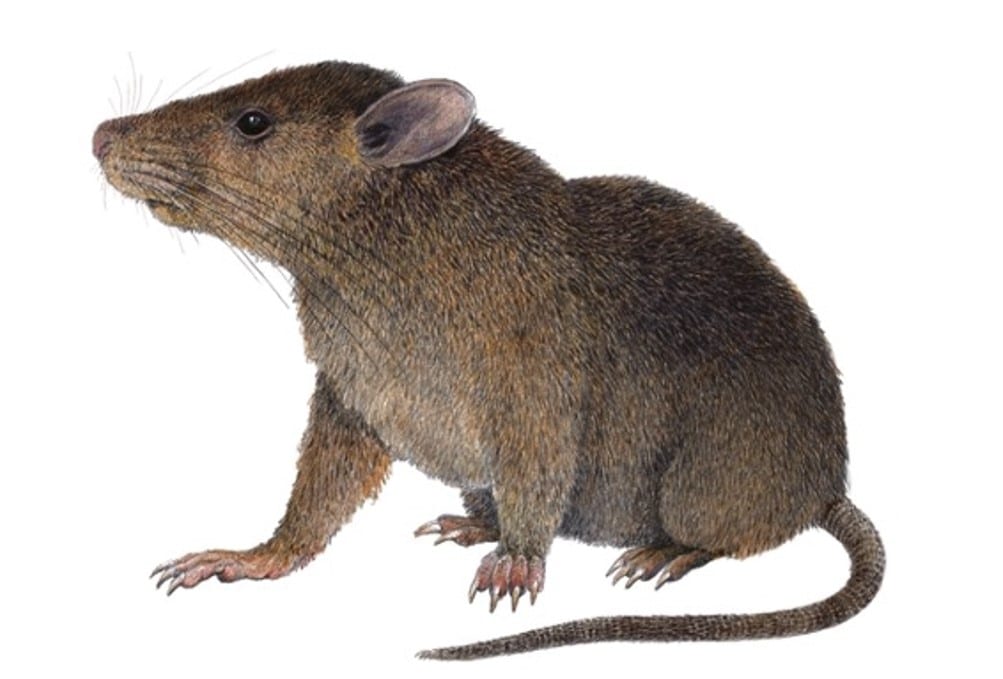 Kampalili Tarsomys (also called Tarsomys Orientalis)