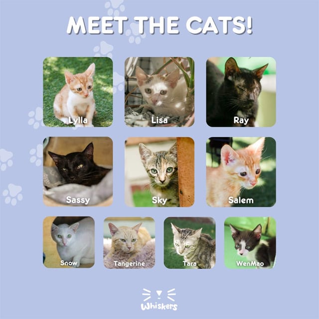 Cats for adoption
