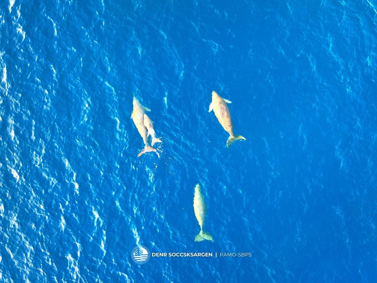 Dugong, sea cow