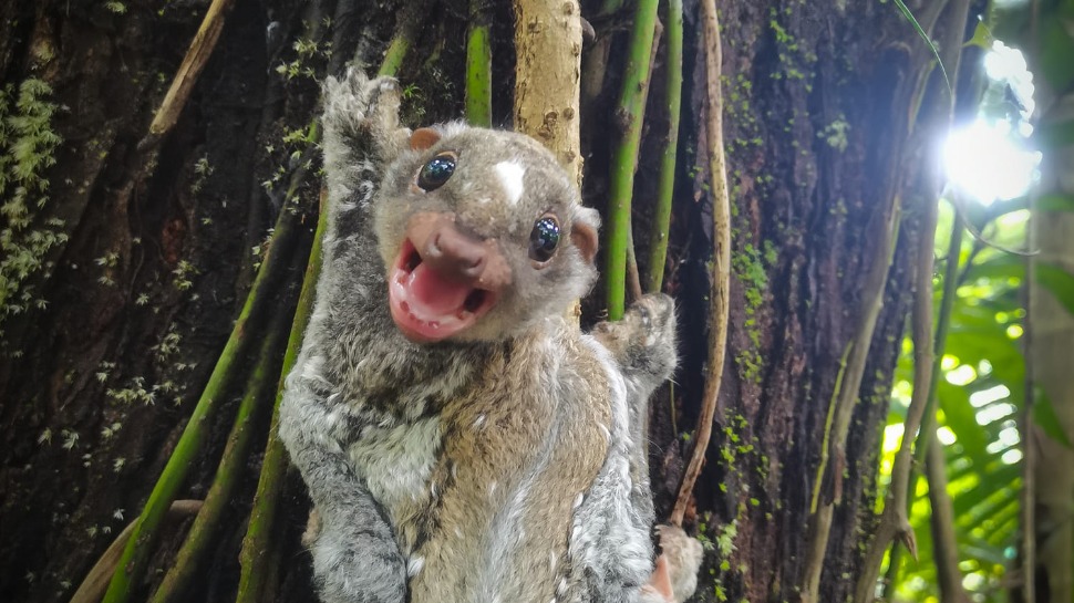 This Philippine Flying Lemur Was Recently Released in Ormoc