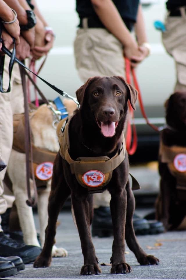Sofitel K9 Security
