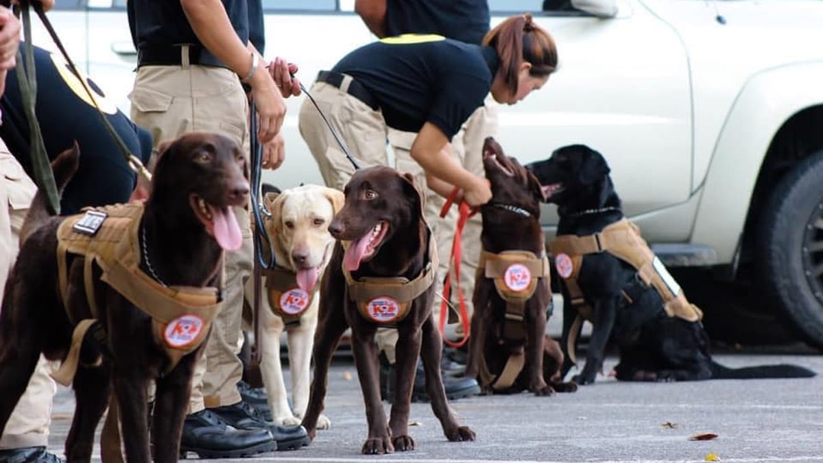 Sofitel K9 Dogs