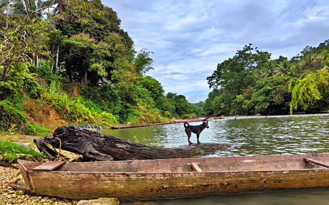 Ulot River Dog