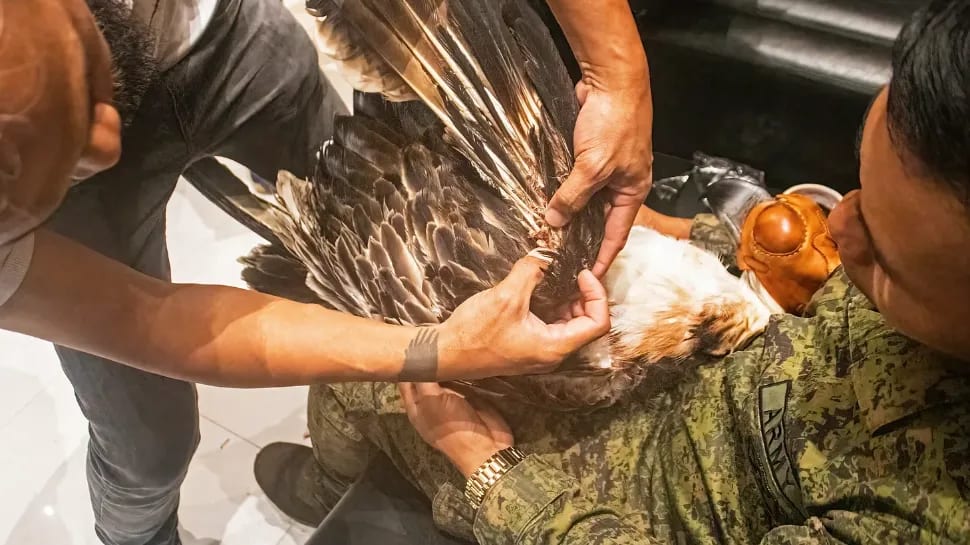 philippine eagle mangayon shot dead