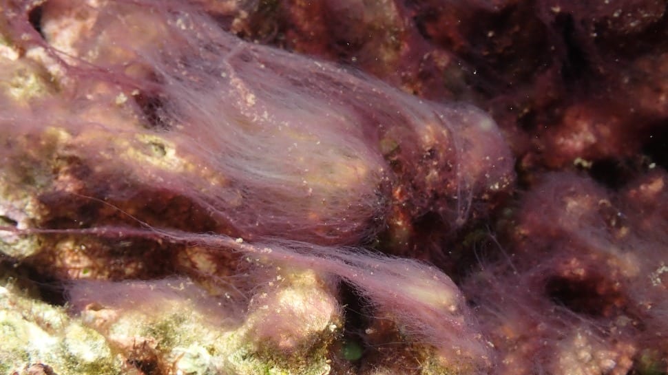 coral bleaching