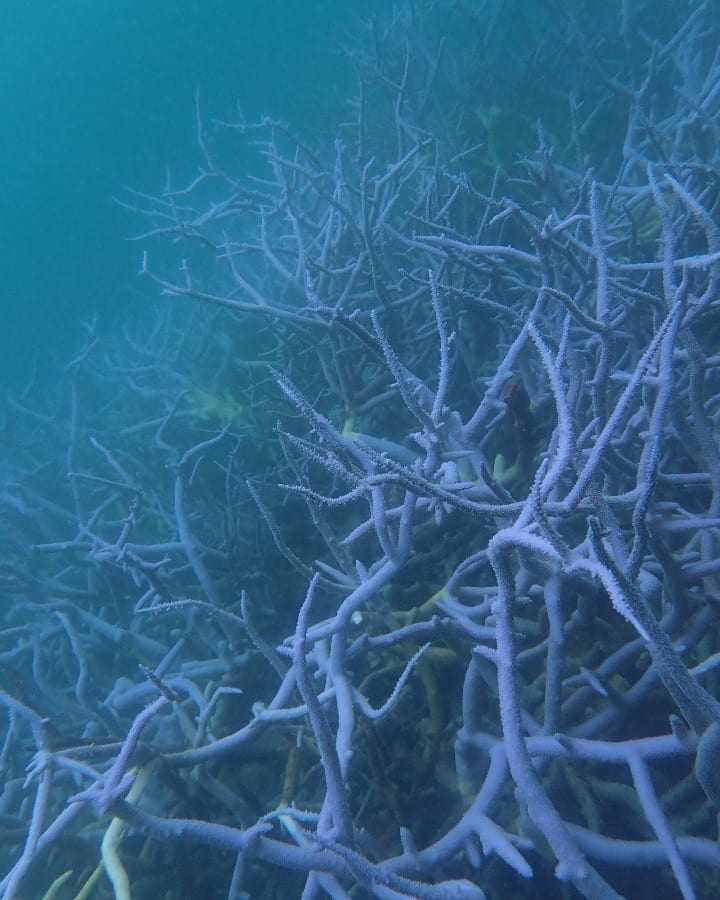 coral bleaching