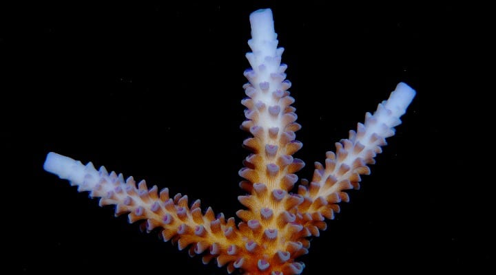 coral bleaching