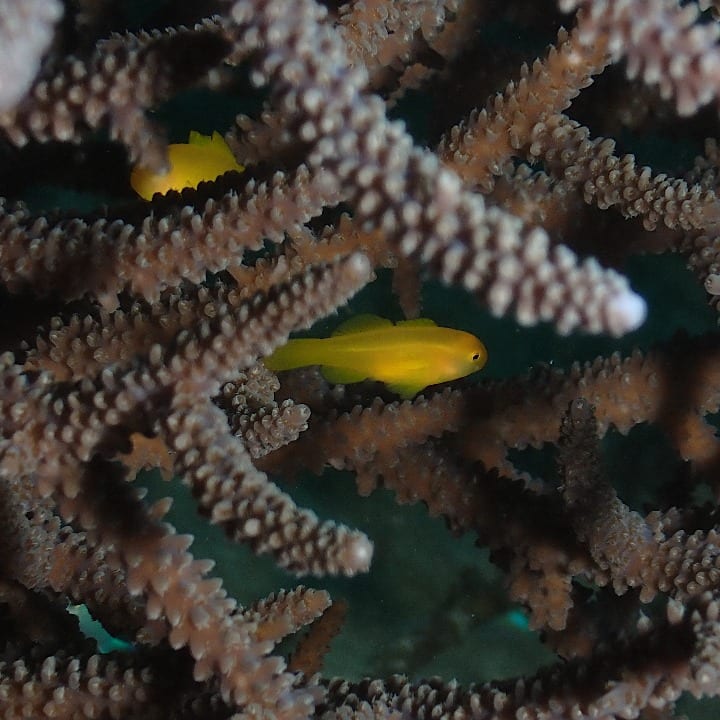 coral bleaching