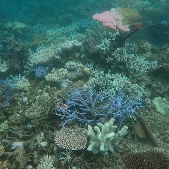coral bleaching