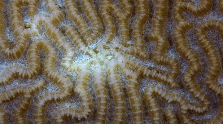 coral bleaching