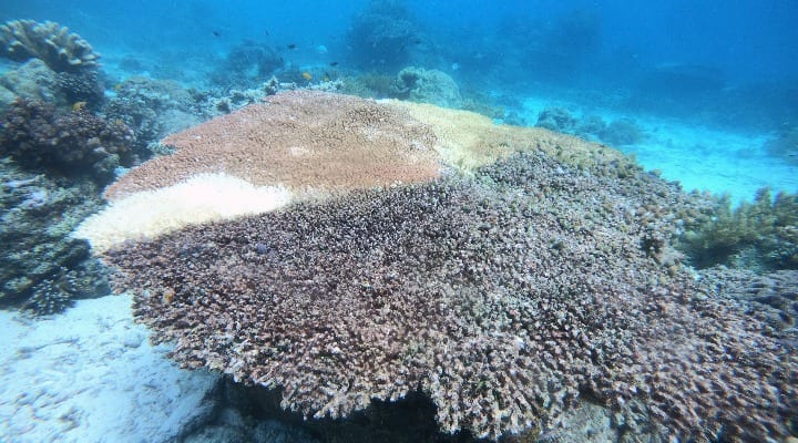coral bleaching