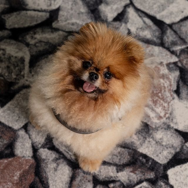 Sharon van Rouwendaal dog named Rio