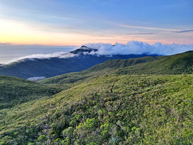 Pygmy Forest in Dinagat