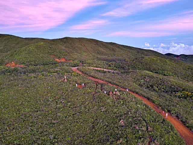 Pygmy Forest