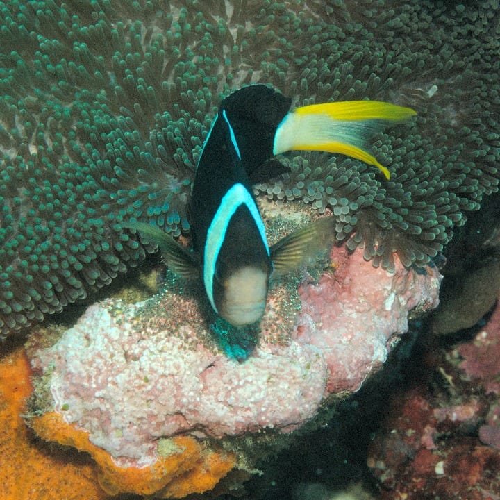 Anemone and Eggs in Danjugan Island