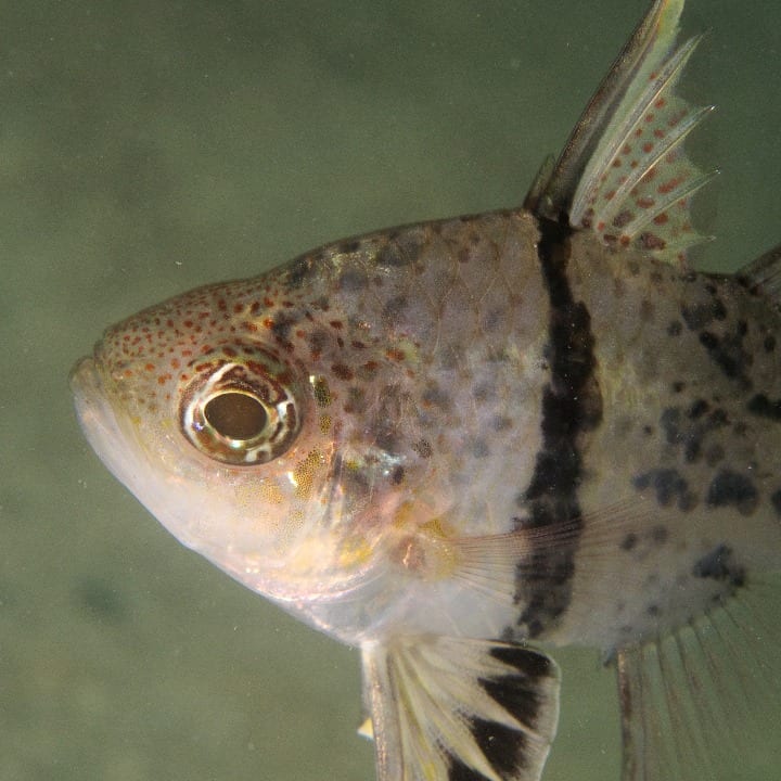 Cardnal fish in Danjugan Island