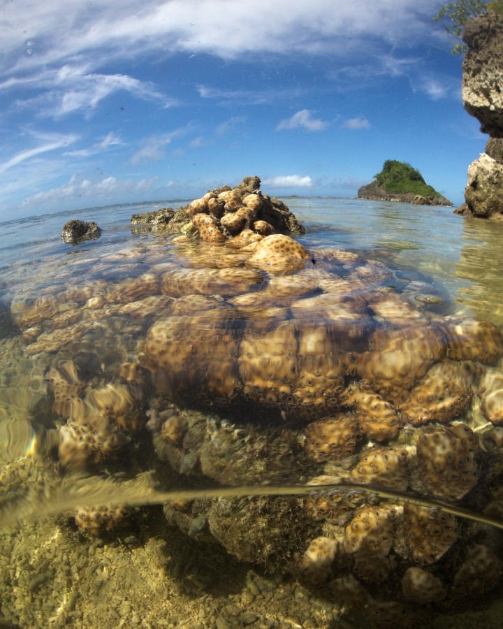 Exposed coral in in Danjugan Island