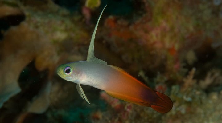 Fire Dartfish in Danjugan Island
