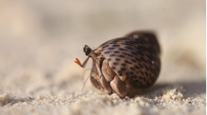 Hermit crab in Danjugan Island