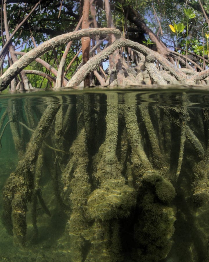 View of mangroves in Danjugan Island