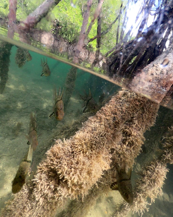 View of mangroves in Danjugan Island