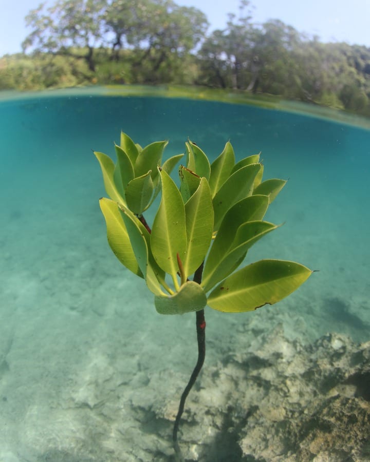 More Danjuagn Mangroves in Danjugan Island
