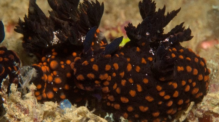 Nembrotha Yonowae in Danjugan Island