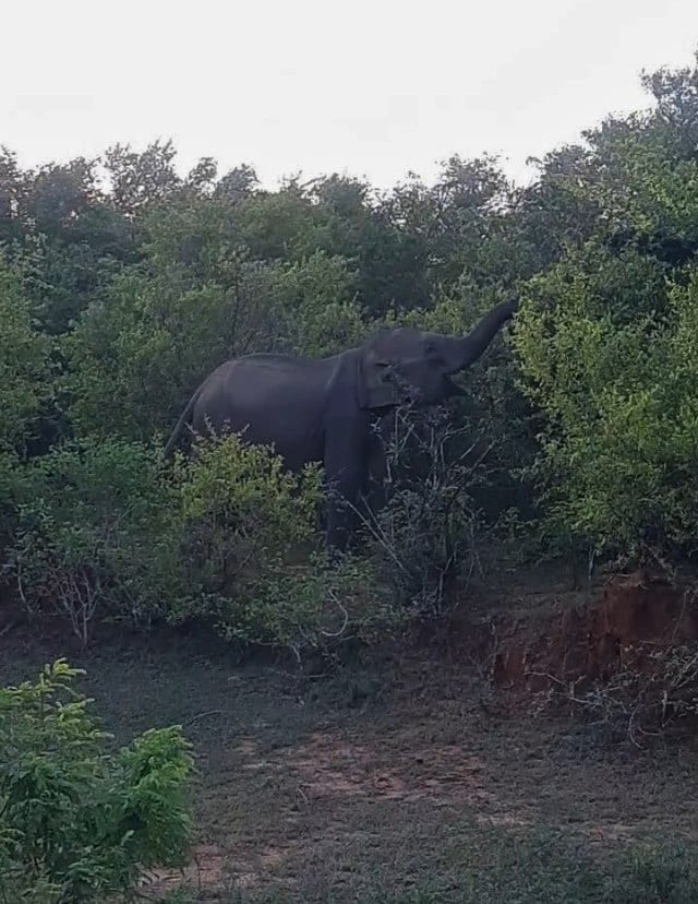 Sri Lanka Yala National Park Elephant