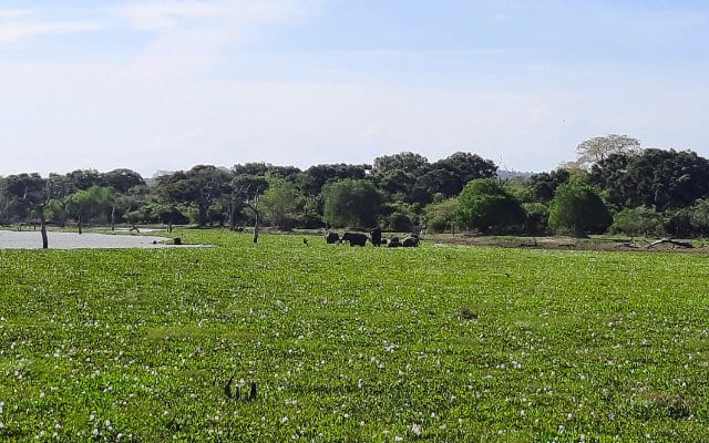 Sri Lanka Yala National Park herd of elephants