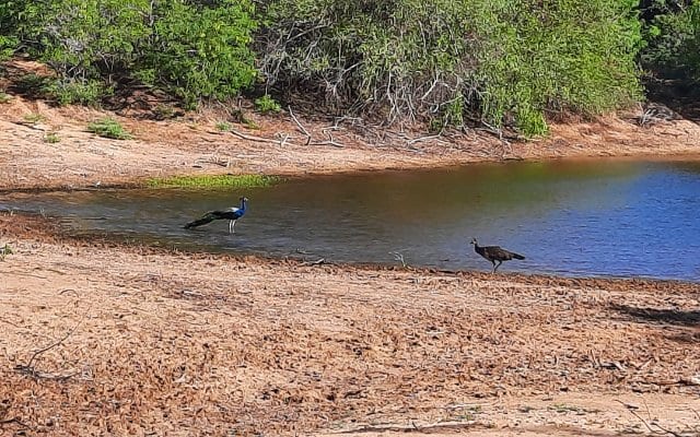 Indian peafowl