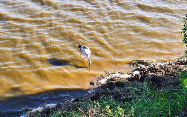 Sri Lanka Yala National Park Painted Stork