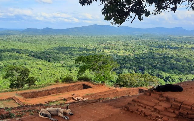 Sigiriya Rock street dogs