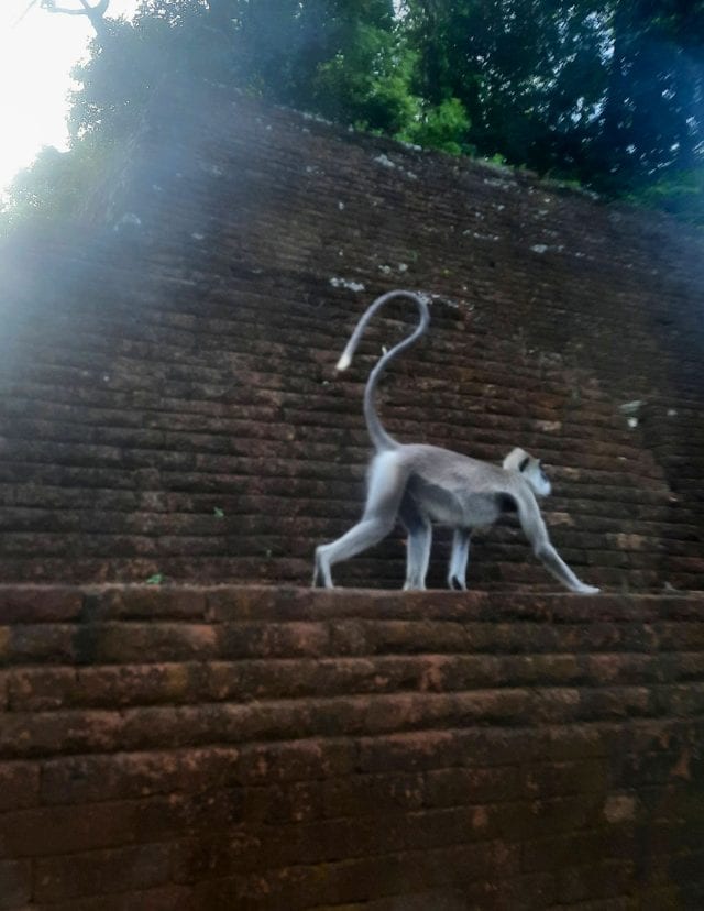 Sigiriya Rock gray langur