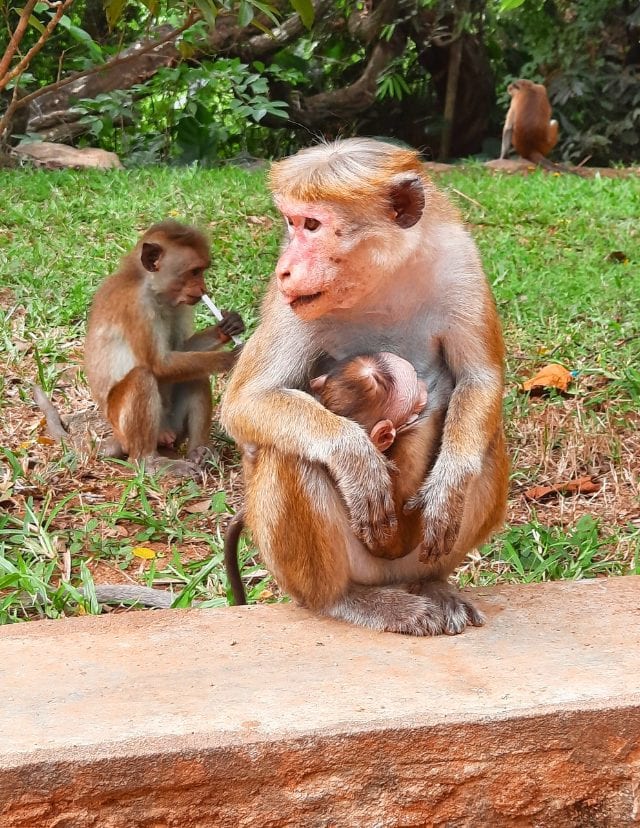 Sigiriya Rock toque macaque