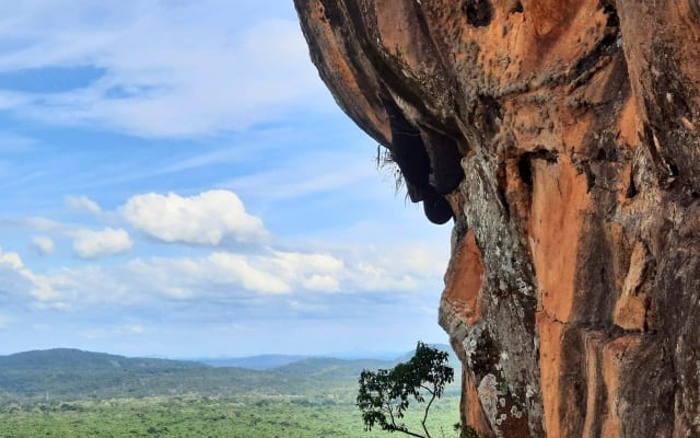 Sigiriya Rock wasp nests
