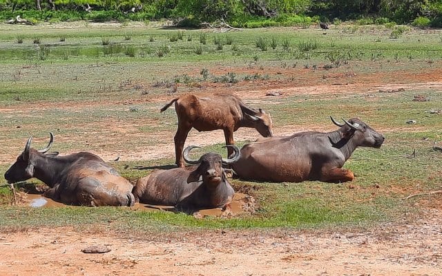 Sri Lanka Yala National Park water buffalo
