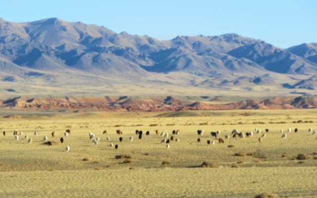 Gobi Desert Wildlife