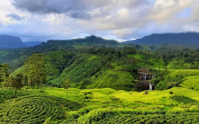 Tea plantations