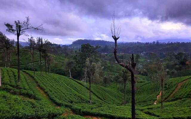 Tea plantations from Kandy to Nuwara Eliya