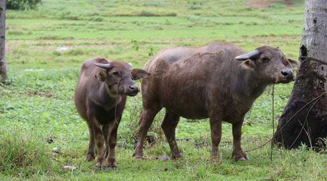 A Philippine native carabao (Bubalus kerabau Fitzinger, 1860) dam and her calf grazing in Pitogo Island, Bohol.