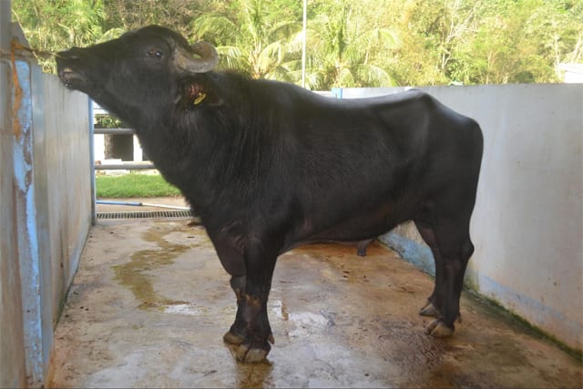 A riverine buffalo (Bubalus bubalis Linnaeus, 1758).