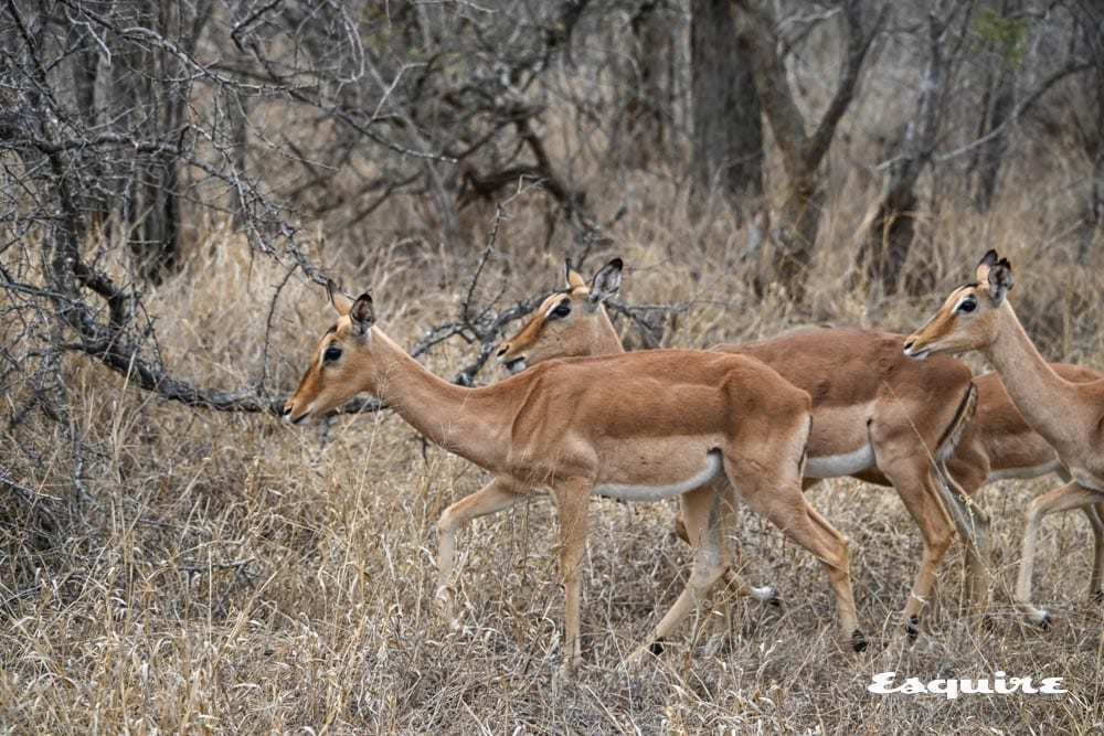 South Africa antelope