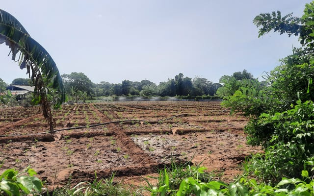 Sri Lanka Organic Farm